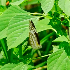 Appias libythea peducaea