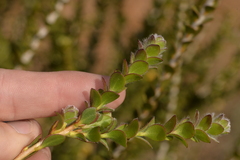 Melaleuca megacephala