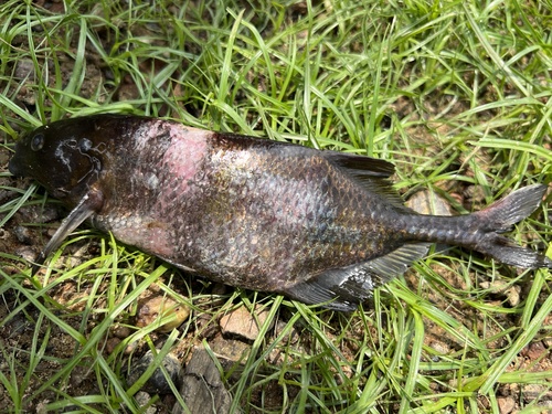 Moores olifantsvis (Marcusenius moorii) — Mormyridae — 3