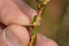 Melaleuca megacephala