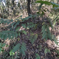Trema micrantha