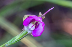 Disperis capensis