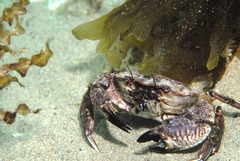 Nectocarcinus integrifrons