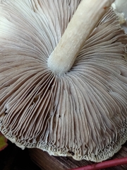 Candolleomyces candolleanus