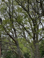 Salix babylonica tortuosa