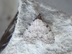 Dyspyralis puncticosta