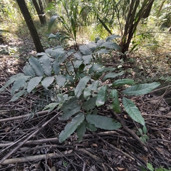 Cupania vernalis