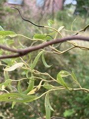 Salix babylonica tortuosa