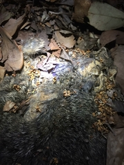 Sciurus niger