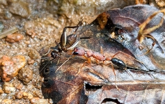 Harpegnathos saltator