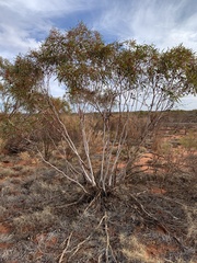 Eucalyptus rigidula