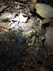 Sciurus niger