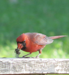 Cardinalis cardinalis
