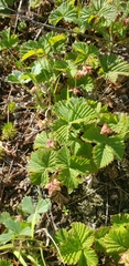Rubus lasiococcus