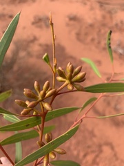 Eucalyptus rigidula