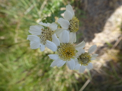 Achillea pyrenaica