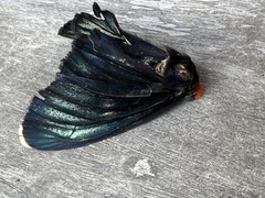 Pyrrhochalcia iphis