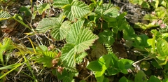 Rubus lasiococcus