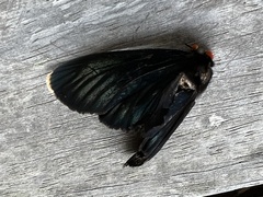 Pyrrhochalcia iphis