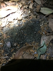 Sciurus niger