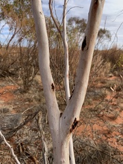 Eucalyptus rigidula