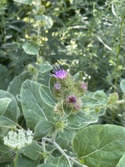 Arctium