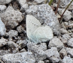 Satyrium