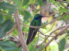 Colibri cyanotus