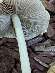 Candolleomyces candolleanus