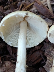 Candolleomyces candolleanus