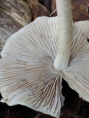 Candolleomyces candolleanus