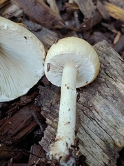 Candolleomyces candolleanus