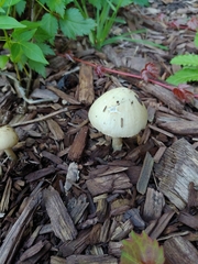 Candolleomyces candolleanus