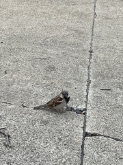 Passer domesticus