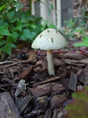 Candolleomyces candolleanus