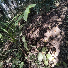 Celtis iguanaea