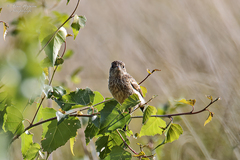 Saxicola rubicola