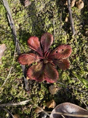 Drosera rosulata