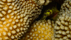 Sebastapistes cyanostigma