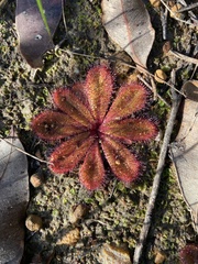 Drosera rosulata
