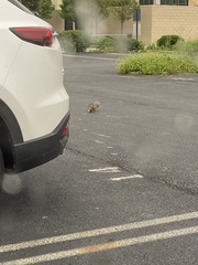 Sciurus carolinensis