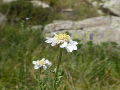 Achillea pyrenaica