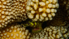 Sebastapistes cyanostigma