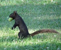 Sciurus carolinensis