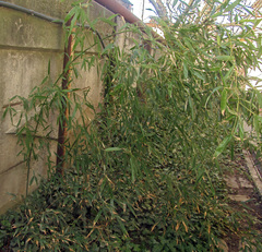 Phyllostachys bissetii