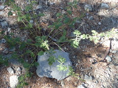 Verbena lasiostachys