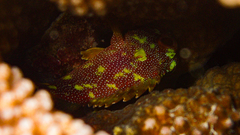 Sebastapistes cyanostigma