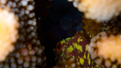 Sebastapistes cyanostigma