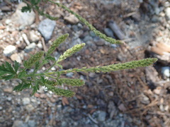Verbena lasiostachys