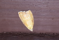 Acleris curvalana